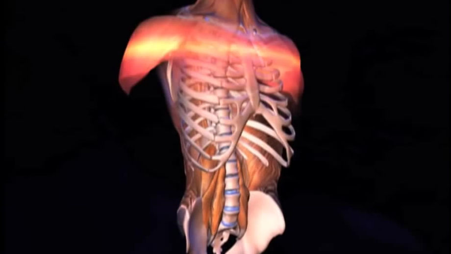 Musculos del tronco
